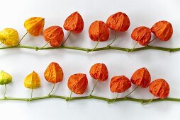 Two sprigs of Chinese lanterns on a white surface