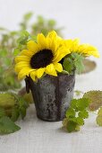 Sunflowers and lemon balm in a metal bucket