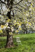 A white wooden chair under a blossoming cherry tree
