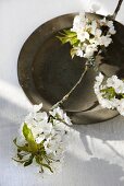 A sprig of cherry blossoms on an old metal plate