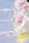 White gladiola flowers