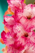 Orange- & pinkfarbene Gladiolenblüten (Nahaufnahme)