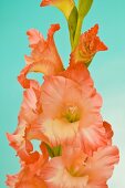 Orange gladioli against a blue background