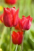 Red tulips