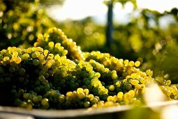 Picking white wine grapes, variety Grüner Veltliner