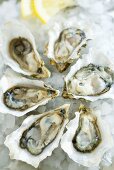 Fresh oysters on crushed ice with lemon wedges