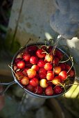 Cherries in a sieve being washed under a fountain
