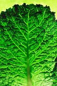 A cabbage leaf
