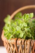 A basket of oregano