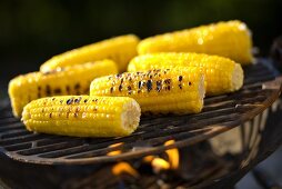 Corn on the cob on barbecue