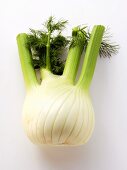 A Fennel Bulb