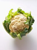 A Head of Cauliflower