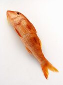 A Red Mullet