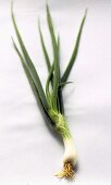 A Green Onion