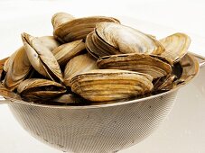 Clams in a Strainer