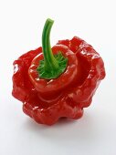 Red Squash Chili Pepper