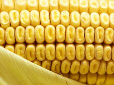 Close Up of White Corn on the Cob