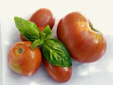 Verschiedene Tomaten mit Basilikum