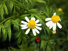 Wild Chamomile