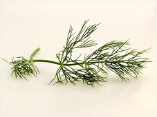 Sprig of Dill