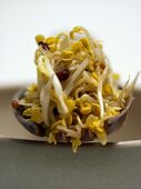 Bean Sprouts on a Spoon