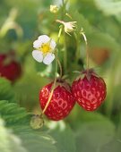 Strawberries and strawberry flower on the plant