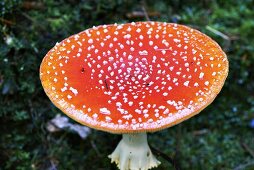 A fly agaric toadstool (close-up)