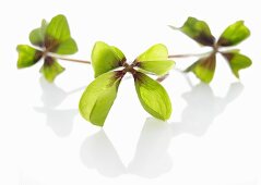 Clover leaves