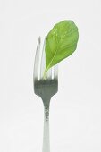 Basil leaf with a water drop on a fork