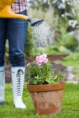 Woman watering geranium in terracotta pot