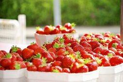 Viele Pappschälchen mit Erdbeeren
