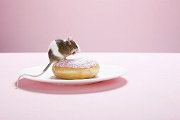 Mouse and doughnut on plate