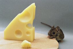 A mouse eating Swiss cheese