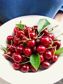 Hands holding plate of cherries