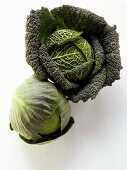 Savoy and white cabbage