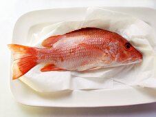 Red snapper on paper