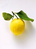 Lemon with stalk and leaves
