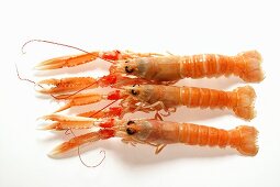 Scampi