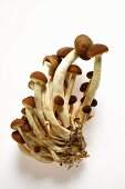 Fresh Pioppino mushrooms