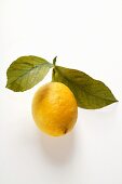 Fresh lemon with stalk and leaves