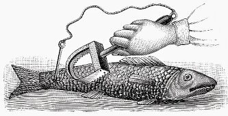 Scaling fish (Illustration)