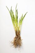 Chives with roots