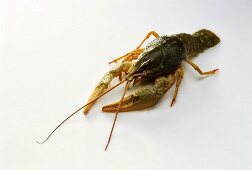Live freshwater crayfish