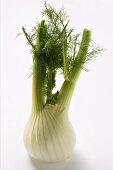 Fresh fennel