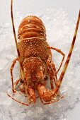 Spiny lobster on crushed ice