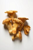 Fresh chanterelles