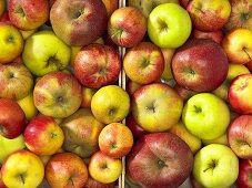 Different types of apples in two crates (overhead view)