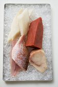 An assortment of fish fillets on ice