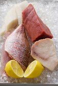 An assortment of fish fillets with lemon on ice
