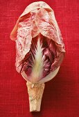 Radicchio on red background